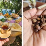 Roteiros de café no Brasil: viagens para quem gosta de fazendas, serra e experiências locais