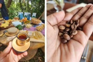 Roteiros de café no Brasil: viagens para quem gosta de fazendas, serra e experiências locais