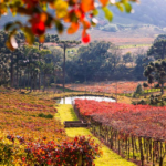 Outono no Brasil: onde aproveitar melhor a estação do ano?
