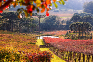 Outono no Brasil: onde aproveitar melhor a estação do ano?