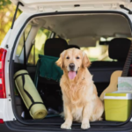 Viagem com pet no Brasil: como organizar e evitar imprevistos?